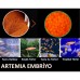 Decapsulated Artemia ( Artemia Dekapsüle) 35 Gr